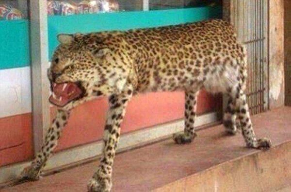 Taxidermy FAILs That Are Both Funny and Horrifying
