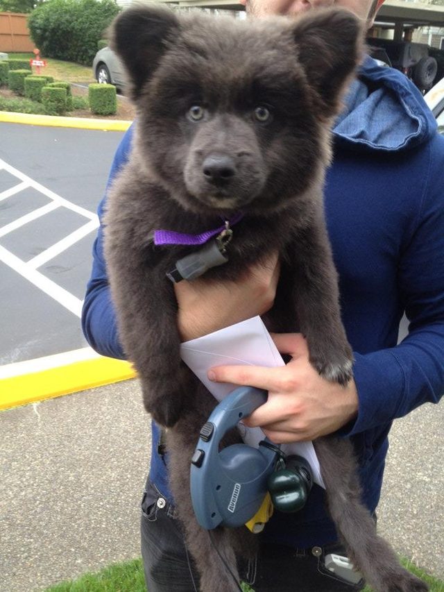 Dogs Who Might Be Bears in Disguise