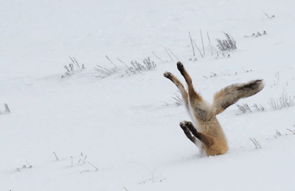 Animals That Can’t Hide Their Emotions Anymore