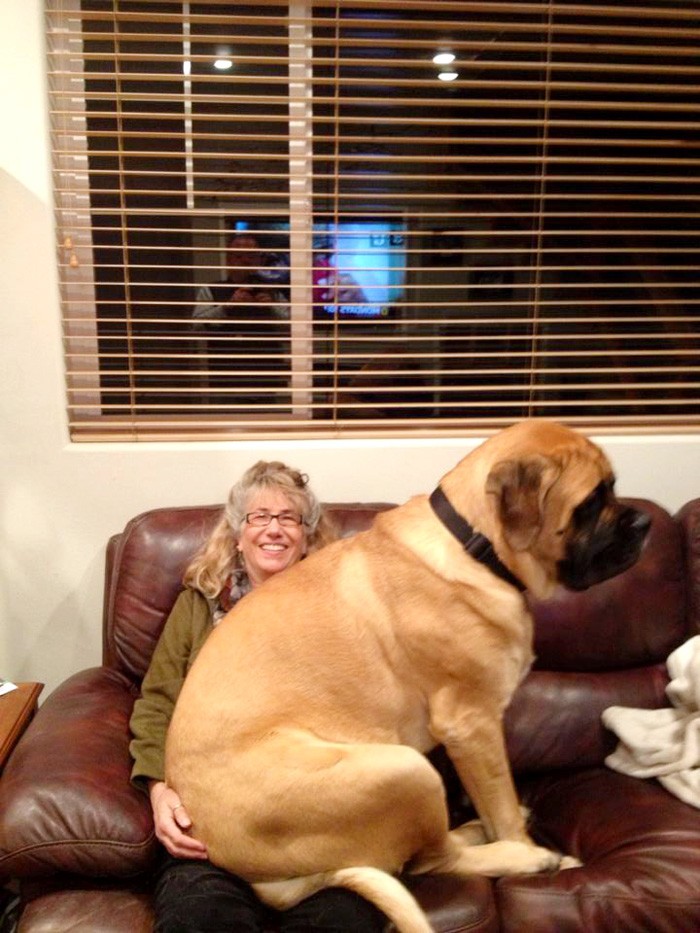 Big Dogs Who Think They're Lap Dogs