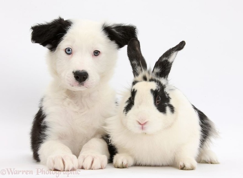 Animal Brothers from Other Mothers