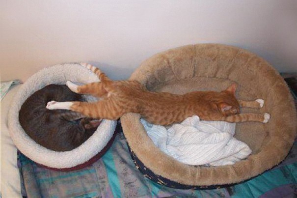 Hilarious Examples of Cat Logic