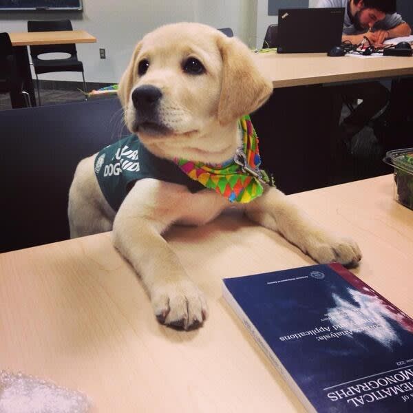 Puppies on Their First Days of Work That Will Make Your Day