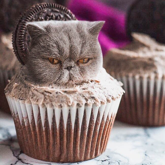Russian Artist Photoshops Cats Into Food, and the Results Are Pu