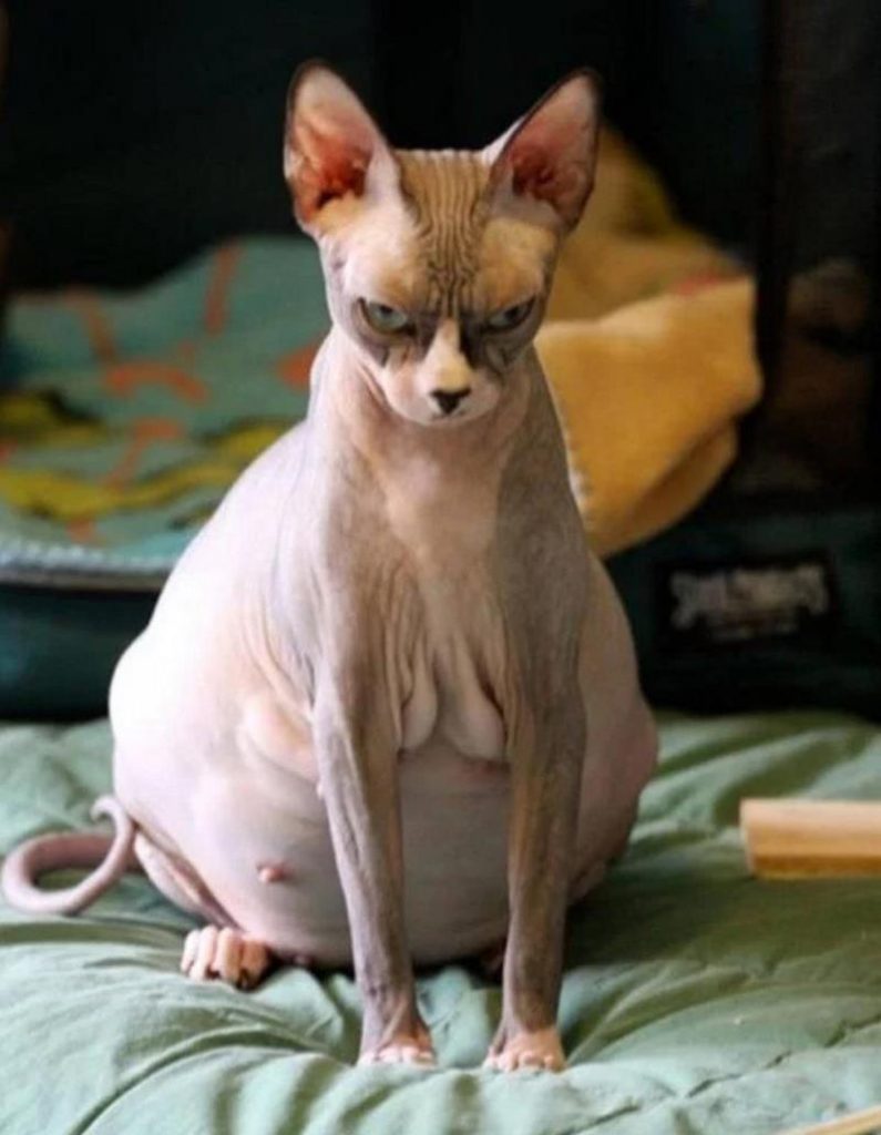 How Animals Look Before Giving Birth