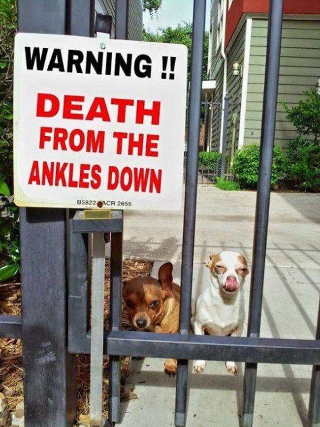Hilarious Dog Warning Signs That Will Scare Any Intruder