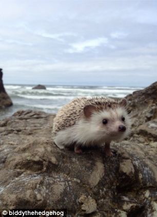 Biddy, the Travelling Hedgehog