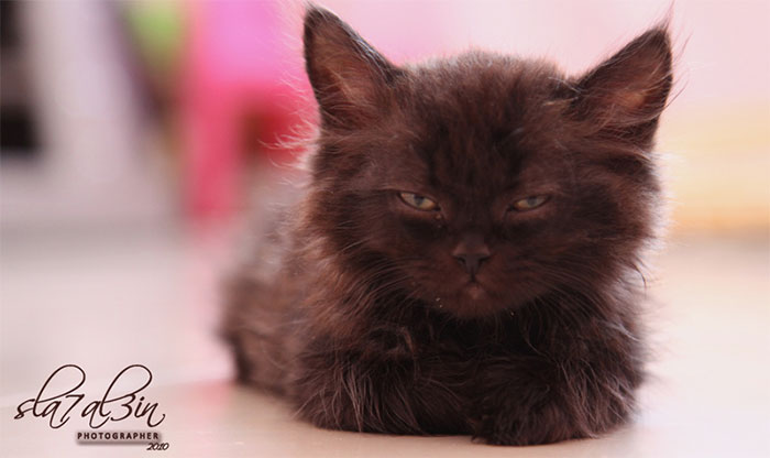 Angry Kittens Who Demand To Be Taken Seriously Right Meow