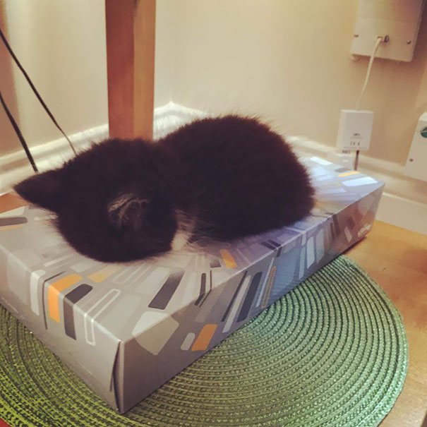 Pics That Prove Cats Can Sleep Purrretty Much Anywhere