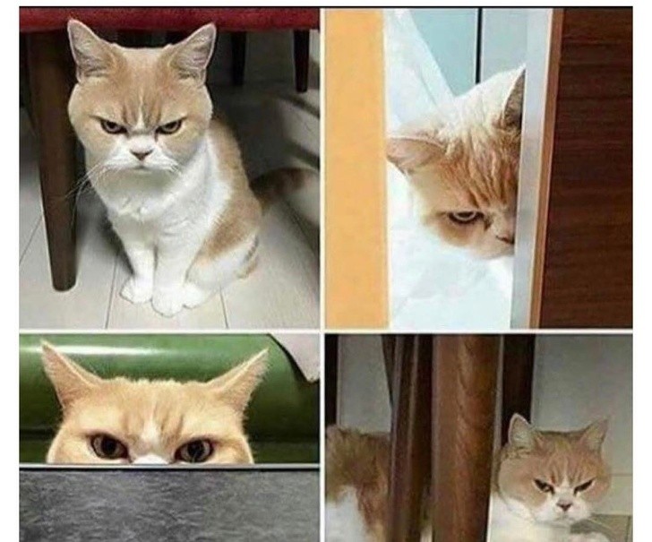 Animals That Can’t Hide Their Emotions Anymore