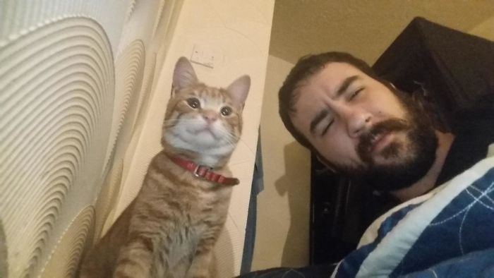 Funniest “I Don’t Own A Cat” Moments That Happened To People