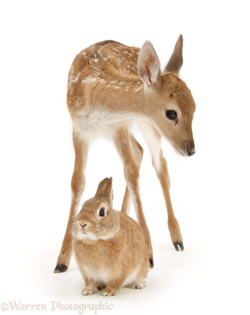 Animal Brothers from Other Mothers