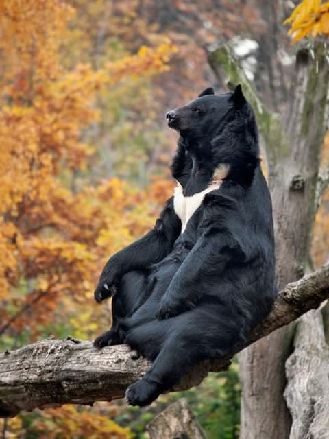 Funny Pictures of Animals Sitting Like People