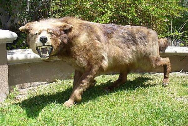 Taxidermy FAILs That Are Both Funny and Horrifying