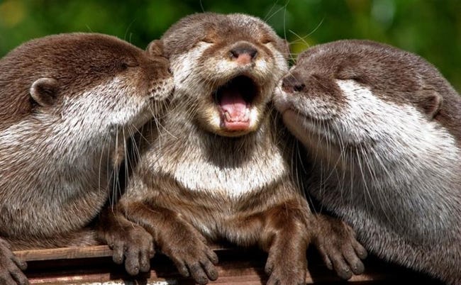 Pictures of Cute Animals Yawning