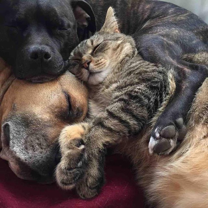 Friendships Between Cats And Dogs That Could Make Anyone smile