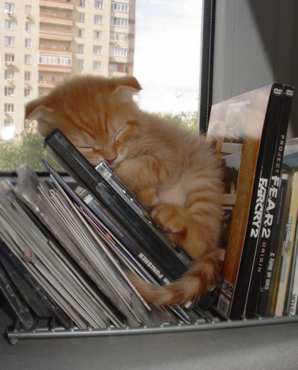 Pics That Prove Cats Can Sleep Purrretty Much Anywhere