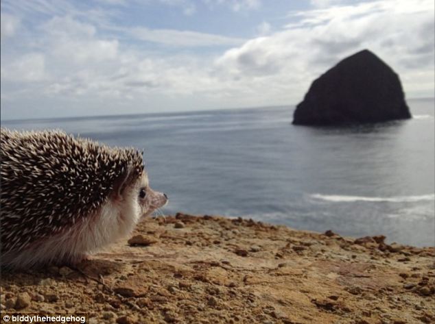 Biddy, the Travelling Hedgehog