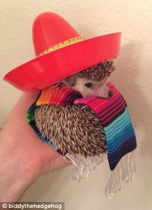 Biddy, the Travelling Hedgehog