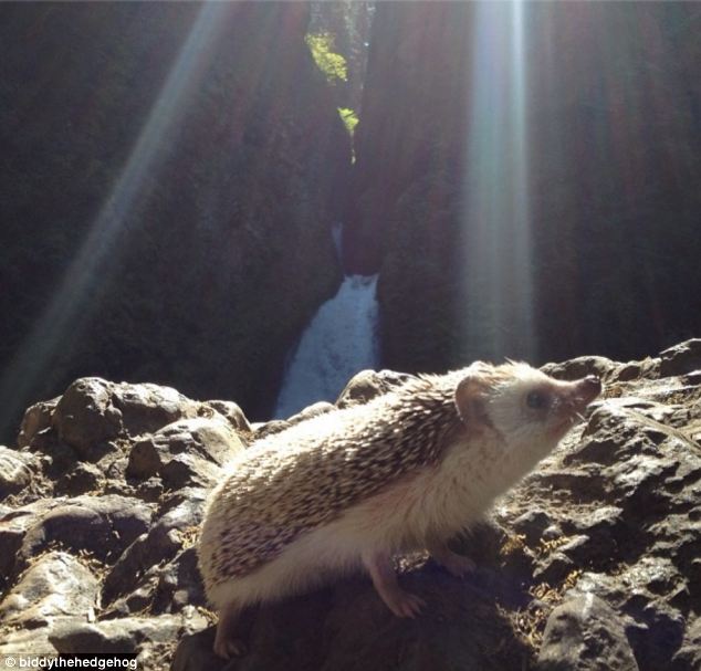 Biddy, the Travelling Hedgehog