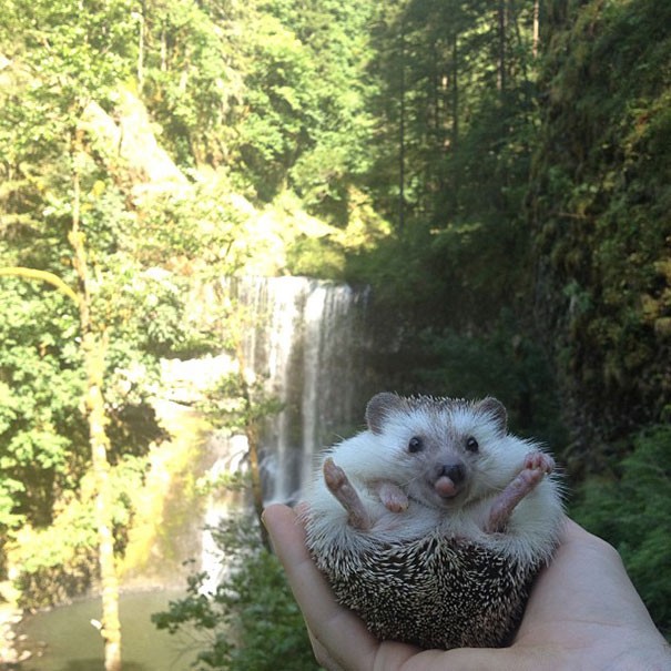 Biddy, the Travelling Hedgehog