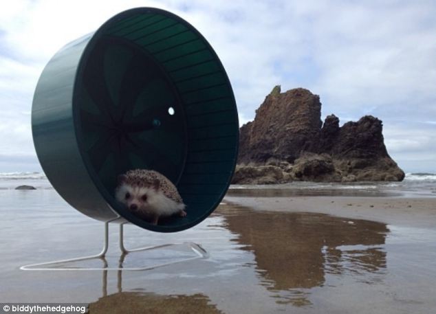 Biddy, the Travelling Hedgehog