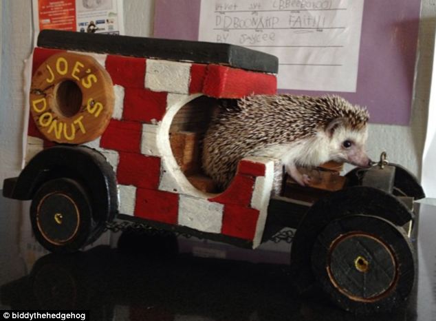 Biddy, the Travelling Hedgehog