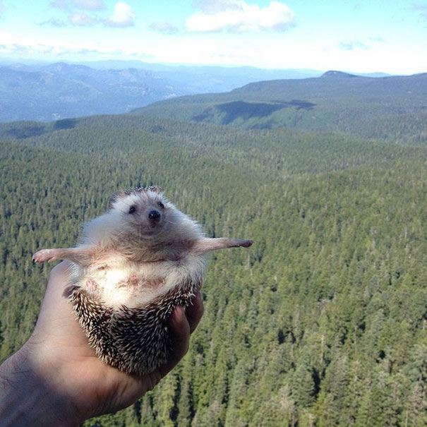 Biddy, the Travelling Hedgehog