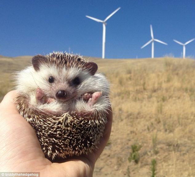 Biddy, the Travelling Hedgehog