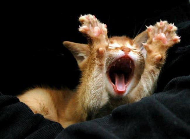 Pictures of Cute Animals Yawning