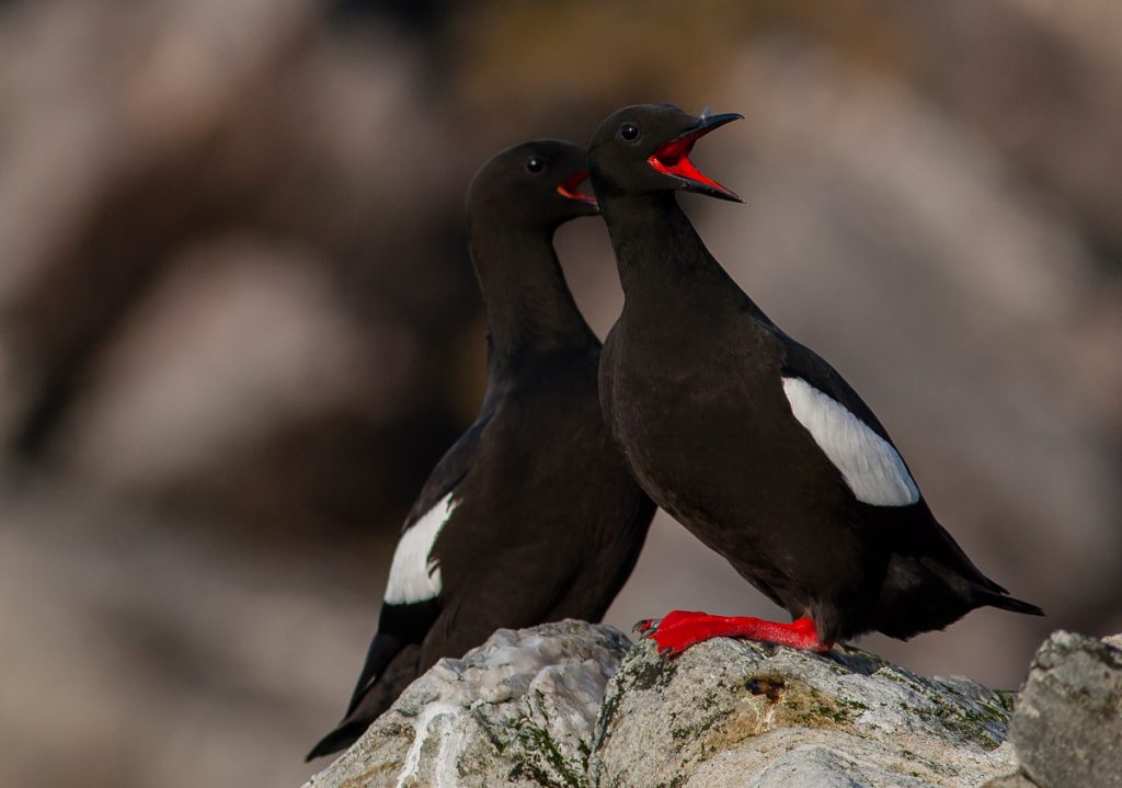Black Guillemots