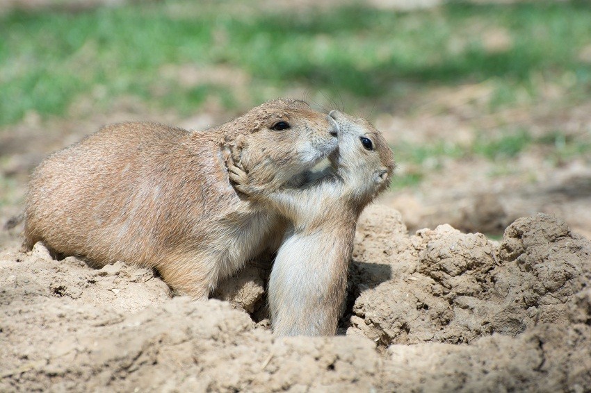 Prairie Dogs