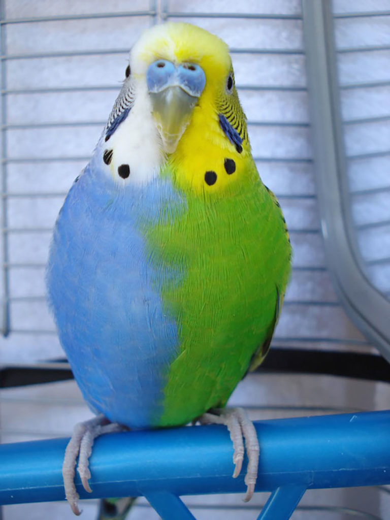 Animals With Unexpected Colors