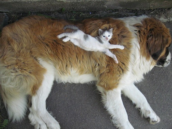 Friendships Between Cats And Dogs That Could Make Anyone smile