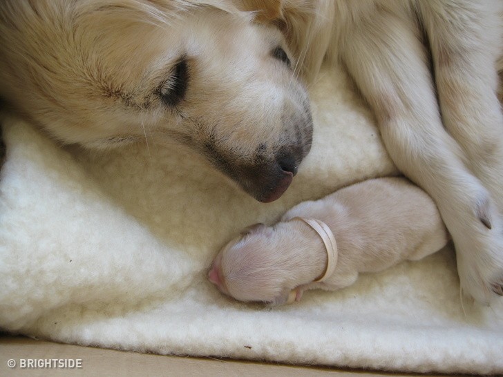 How Animals Look Before Giving Birth