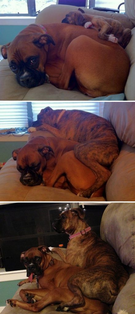 Hilarious Photos Proving Boxers Are both Weird and  Adorable