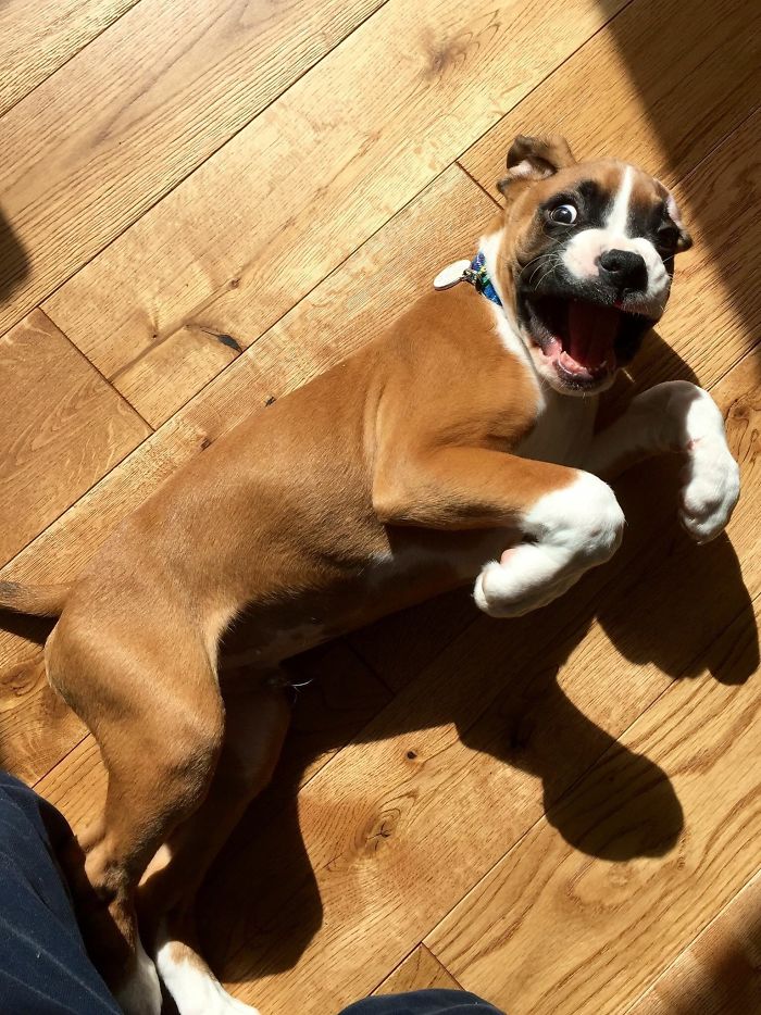 Hilarious Photos Proving Boxers Are both Weird and  Adorable