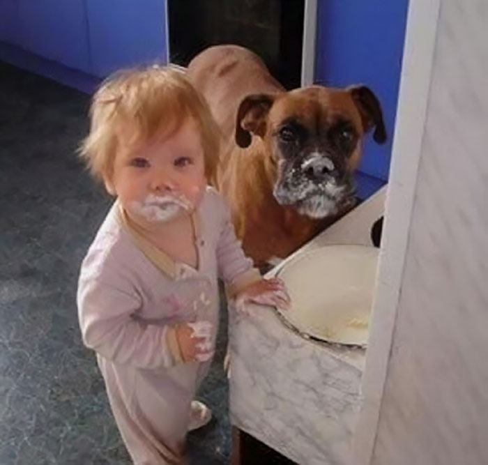 Hilarious Photos Proving Boxers Are both Weird and  Adorable