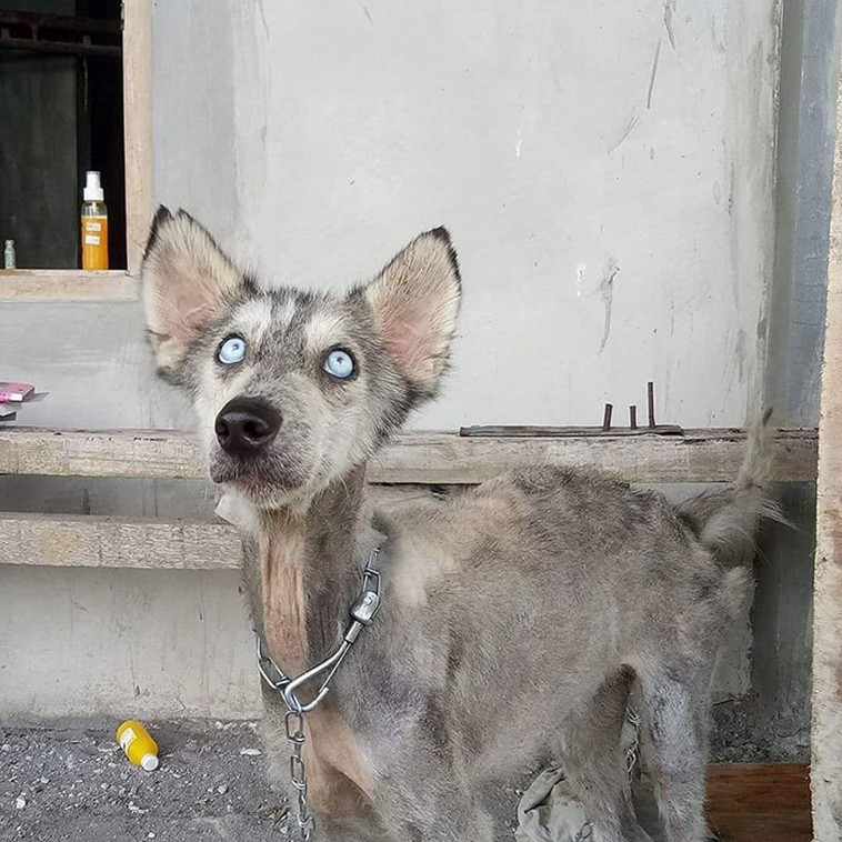 Man Found a Sick Stray Dog and nursed her to health