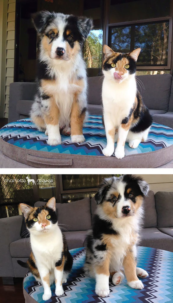 Animal Brothers from Other Mothers