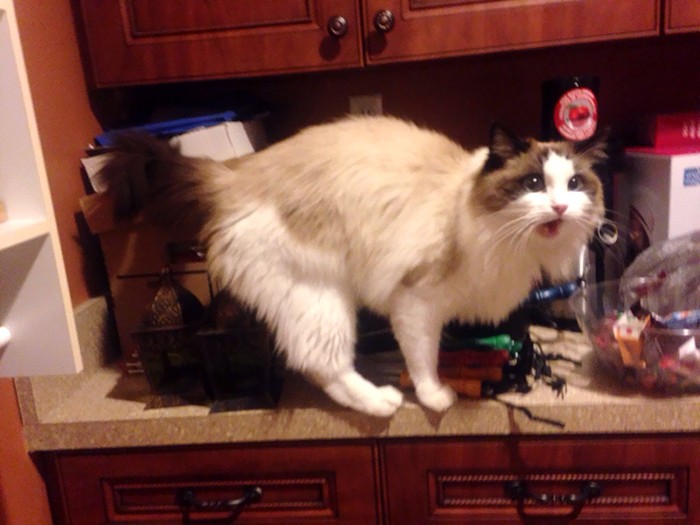 Funniest “I Don’t Own A Cat” Moments That Happened To People