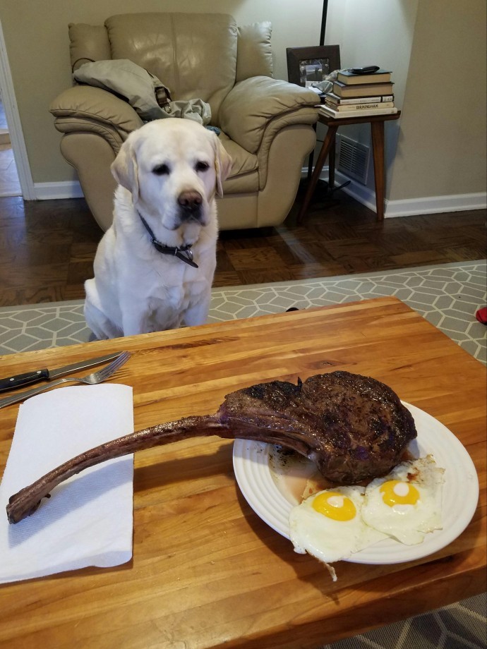 Cute Animals That Are Obsessed With Your Food