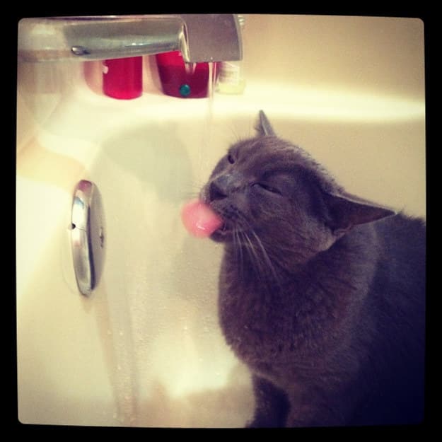 Crazy Cats That Actually Love Water