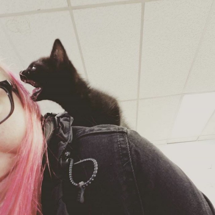 Angry Kittens Who Demand To Be Taken Seriously Right Meow