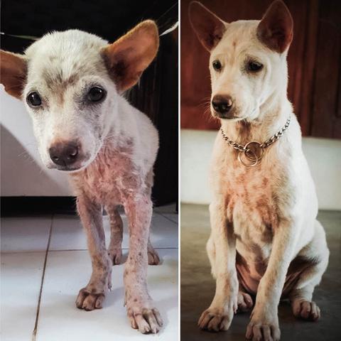 Heartwarming Transformation Of Pets Who Found Their Forever Home