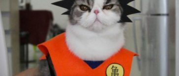 Cats Whose Anime Cosplay Is Better Than Yours