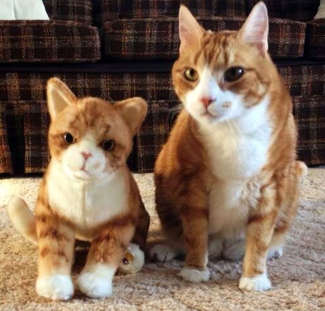 Cute Animals Side By Side With Toy Versions Of Themselves