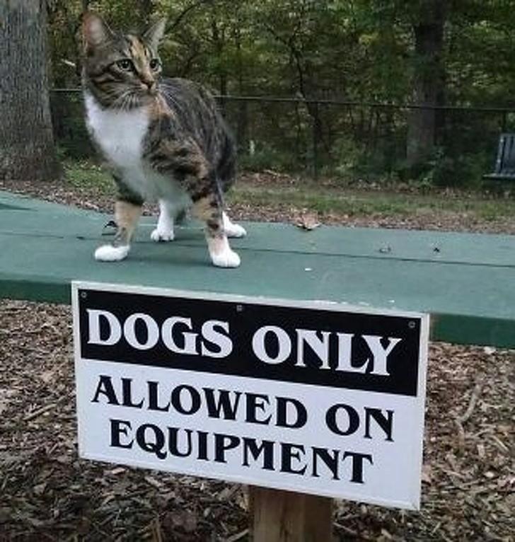 Badass Animals Who Don’t Care About Your Stupid Rules