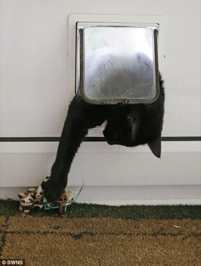 Cats That Are Master Thieves