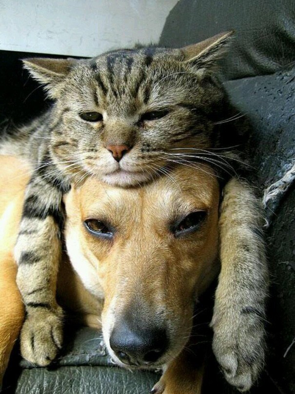 Friendships Between Cats And Dogs That Could Make Anyone smile